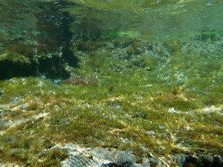 Seagrass underwater with natural sunlight in Mediterranean sea, jijel Algeria, Sea Grass underwater, seagrass Kelp grows in rocks under the sea and the diversity of life in the Mediterranean.