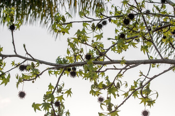 liquidambar tree branch in autumn
