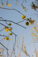 green leaves of a tree. Green background