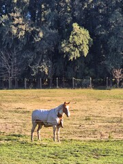 Portrait of a horse in the field.