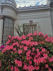 showy pink flowers of an azalea. Rhododendron