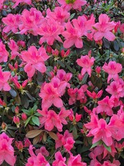 showy pink flowers of an azalea. Rhododendron
