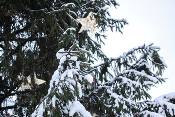 Decorated Christmas tree in Old Riga, Latvia.