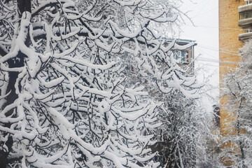 Snowy tree twigs in winter nature detail.