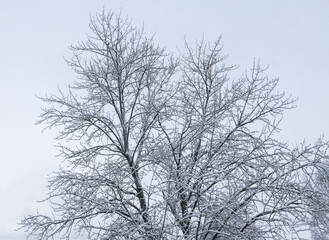 Snowy tree twigs in winter nature detail.
