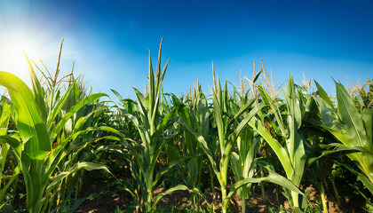 Fototapeta premium Corn Plants With Tall Green Stalks Under A Bright Blue Sky