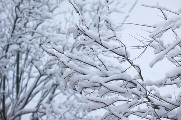 Scenic snowy branches in cold seasonal landscape.