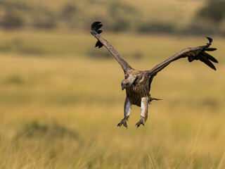 vulture flying 