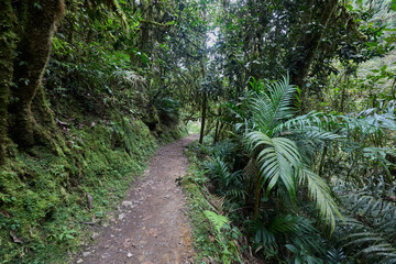 A winding trail through lush greenery leads the way to the mighty Gocta Waterfalls. Each step along this serene path invites travelers deeper into the heart of the Amazonas region.