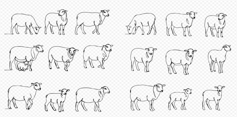 Line art illustration showing various poses of sheep and lambs on a transparent background.