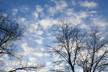 Silhouettes of leafless trees on cold seasonal sky.