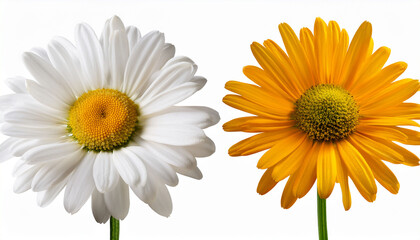 Fototapeta premium Oxeye Daisy Plant With Flower And Stem Isolated Cutout On Transparent
