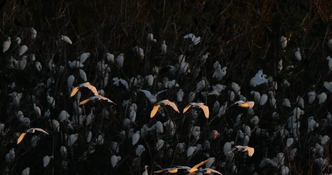 A flock  of western cattle egrets (bubulcus ibis) flying to their dormitory tree, the Camargue, Southern France