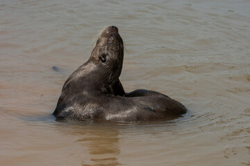 Obraz premium Giant river otter ,Pteronura brasiliensis, Endangered specie,Cuiabá River,Pantanal, Mato Grosso, Brazil