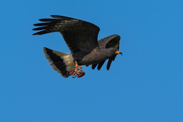 Snail Kite , Ibera Marsh National Park , Corrientes  province, Patagonia , Argentina.