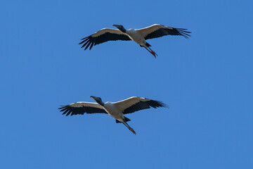 Jabiru Stork, in flight, La Estrella Marsh, Formosa Province, Argentina.