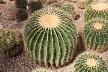 One big green round beautiful cactus with long thorns