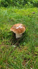 Un magnifique cèpe de Bordeaux poussant dans l'herbe d'un sous-bois quelque part dans les monts de la Margeride (Auvergne, France)