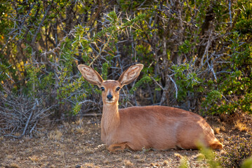 A female steenbok (Raphicerus campestris) resting quietly in a Karoo National Park setting near Beaufort West, Western Cape, South Africa. Showing it's large ears in a natural habitat.
