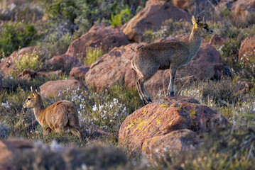 A klipspringer (Oreotragus oreotragus) stands alert in its rocky Karoo National Park habitat near Beaufort West, Western Cape, South Africa, highlighting this antelope in natural African terrain.