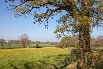 Fototapeta premium Cotswolds farmland, Gloucestershire, England