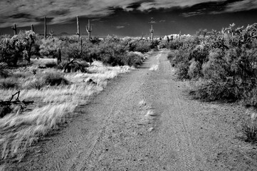 Black and White Sonoran Desert Arizona