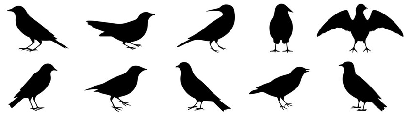 black bird silhouette set vector design