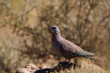 A speckled pigeon (Columba guinea), also known as African rock pigeon or Guinea pigeon, perched on a rock in Karoo National Park, Beaufort West, Western Cape, South Africa.
