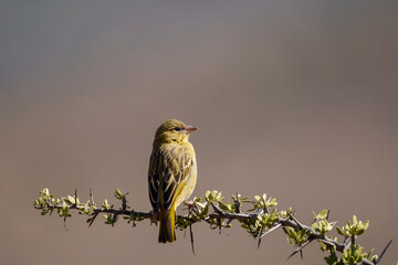 A female southern masked weaver (Ploceus velatus) perched on a branch in Karoo National Park, Beaufort West, Western Cape, South Africa, displaying bird behaviour in its natural African habitat.