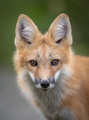 Fototapeta premium Red fox