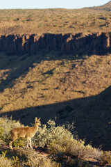 Fototapeta premium A klipspringer (Oreotragus oreotragus) stands alert in its rocky Karoo National Park habitat near Beaufort West, Western Cape, South Africa, highlighting this antelope in natural African terrain.
