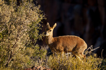 A klipspringer (Oreotragus oreotragus) stands alert in its rocky Karoo National Park habitat near Beaufort West, Western Cape, South Africa, highlighting this antelope in natural African terrain.