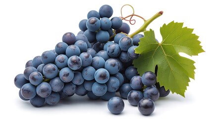 Fototapeta premium Cluster of ripe dark purple grapes with green leaf on clean background, fresh fruit concept for culinary and nutrition use