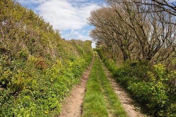 Country track near Bolberry Down, Devon, England.