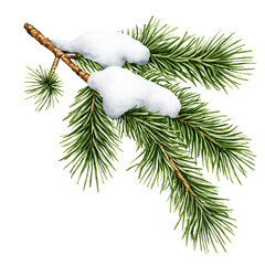 Watercolor pine branch with snow winter evergreen illustration
