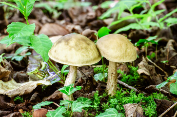 Two wild mushrooms growing in a forest among green plants and fallen leaves