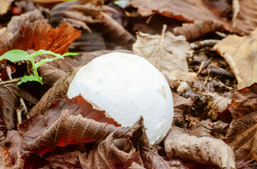 Caesar’s mushroom (Amanita caesarea) emerging from the forest floor among dry leaves.