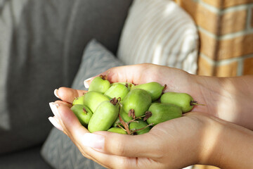 Close-up of female hands holding a handful of fresh hardy kiwi fruits Actinidia arguta. Small green fruits of mini kiwi, also known as baby kiwi or kiwi berry, freshly harvested.