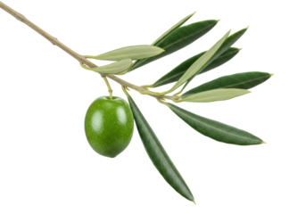 Vibrant emerald green olive, glossy, on a slender brown branch with detailed dark green leaves, transparent studio background, copy space, concept of high-quality fresh produce