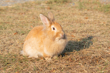 Chubby rabbit bunny sitting dry meadow sunlight at countryside nature background. Fluffy young cute rabbit brown bunny sitting on dry field looking something in garden outdoor. Easter mammal pet.