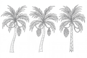 Date palms line art drawing in black and white featuring tropical fruits and foliage, transparent background