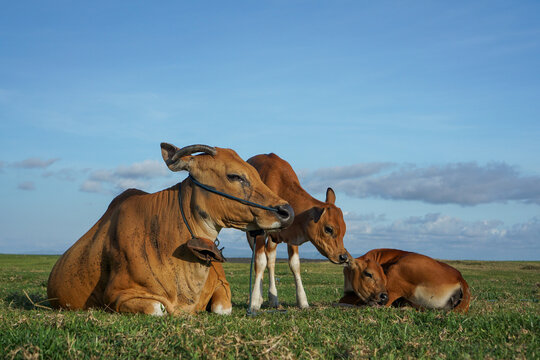 Cattle are being grazed in the meadow