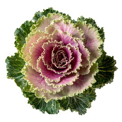 Obraz premium Pink and Green Ornamental Cabbage Brassica on transparent background