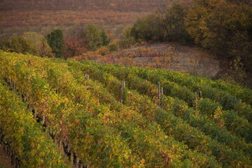 Foliage autunnale nelle Langhe: vigneti piemontesi in un tripudio di colori caldi e suggestivi