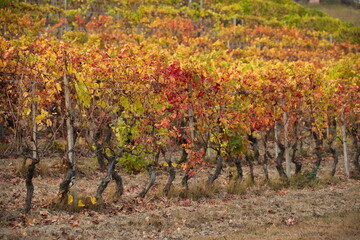 Fototapeta premium Foliage autunnale nelle Langhe: vigneti piemontesi in un tripudio di colori caldi e suggestivi