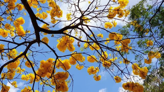 Yellow Ipe, Handroanthus chrysotrichus or golden trumpet tree in blossom against a defocused blue sky with clouds. 