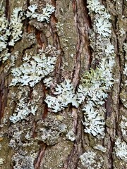 Close-up of cracked bark and moss on fruit tree branches. Useful for agriculture, plant pathology, gardening, education, environmental issues, biology projects