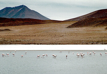 Bolivia,Laguna CanapaThis beautiful high altitude lagoon, located at an altitude of about 4000m, is known for its crystal clear blue waters surrounded by rugged mountain peaks and volcanic formations.