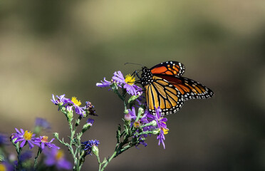 A Monarch butterfly nectaring on native aster.