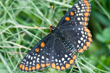 Baltimore Checkerspot butterfly on grass with wings spread